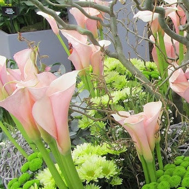 Bulbi de Cala "Aethiopica Flamingo"