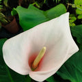 Bulbi de Cala "Aethiopica Flamingo"