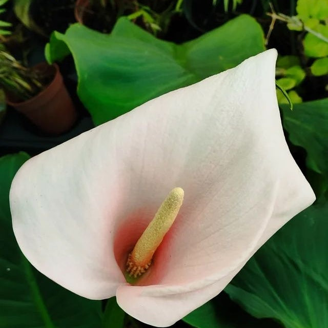Bulbi de Cala "Aethiopica Flamingo"
