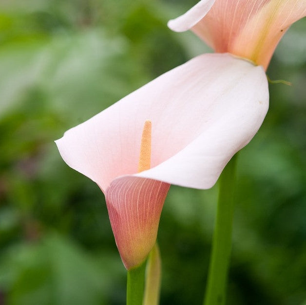 Bulbi de Cala "Aethiopica Flamingo", 1 Bucata