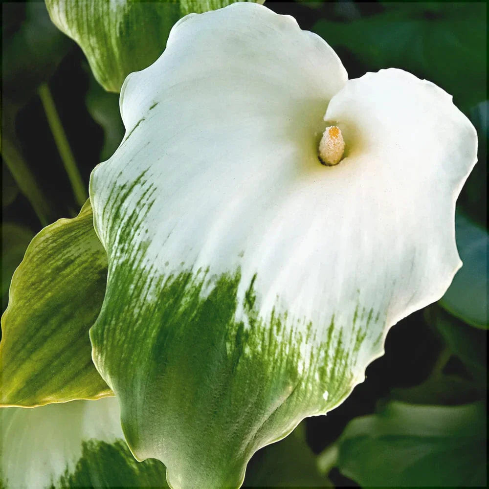 Bulbi de Cala "Aethiopica Green Goddess"