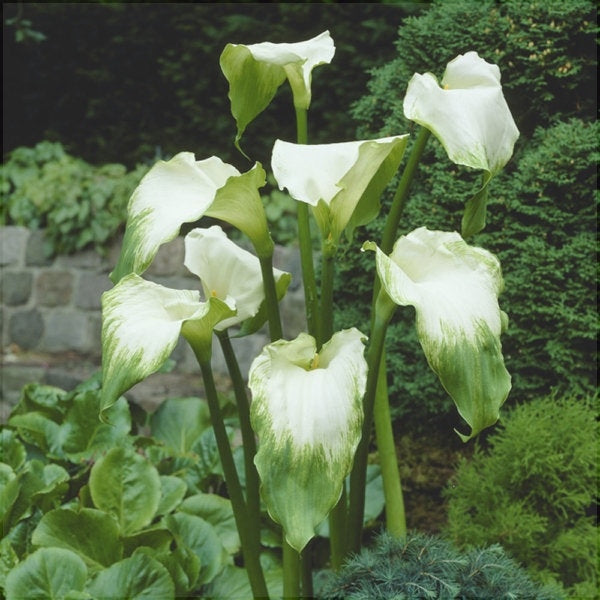 Bulbi de Cala "Aethiopica Green Goddess"