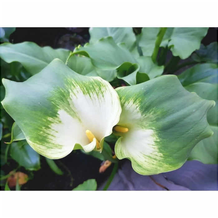 Bulbi de Cala "Aethiopica Green Goddess", 1 Bucata
