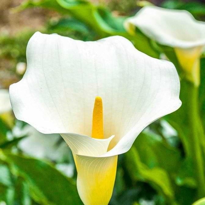 Bulb de Cală "Albomaculata"