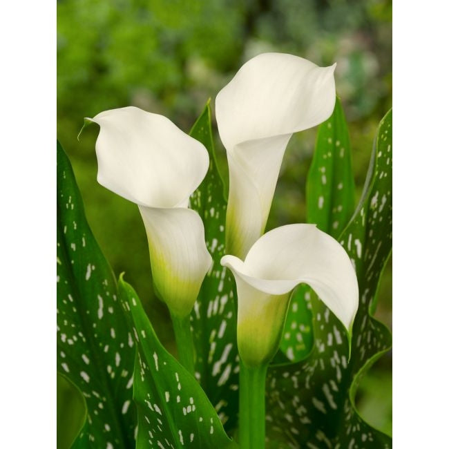 Bulb de Cală "Albomaculata"
