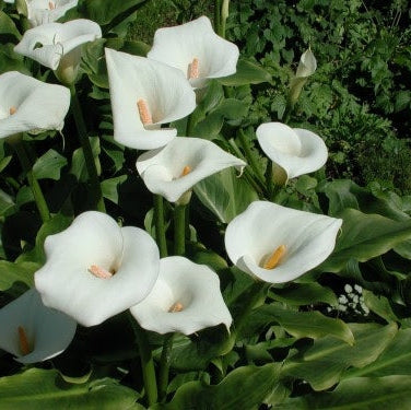 Bulbi de Cala "Albomaculata", 1 Bucata