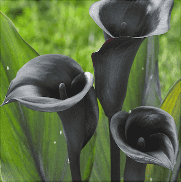 Bulbi de Cala, Black