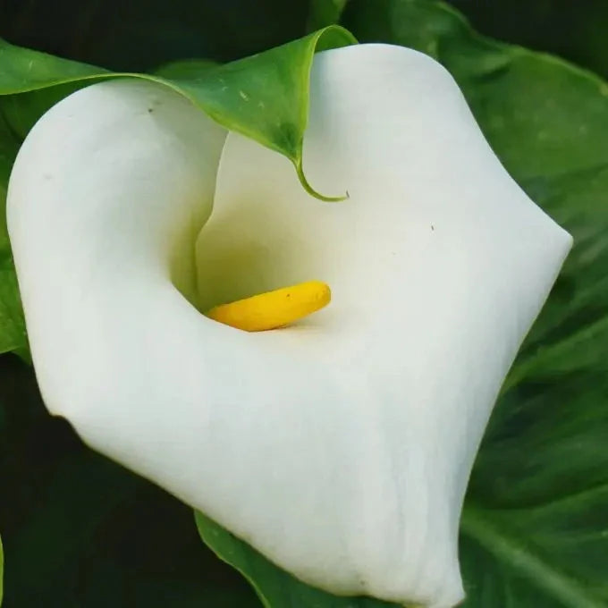 Bulb de Cală "Eleganza"