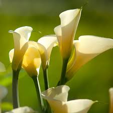Bulb de Cală "Eleganza"