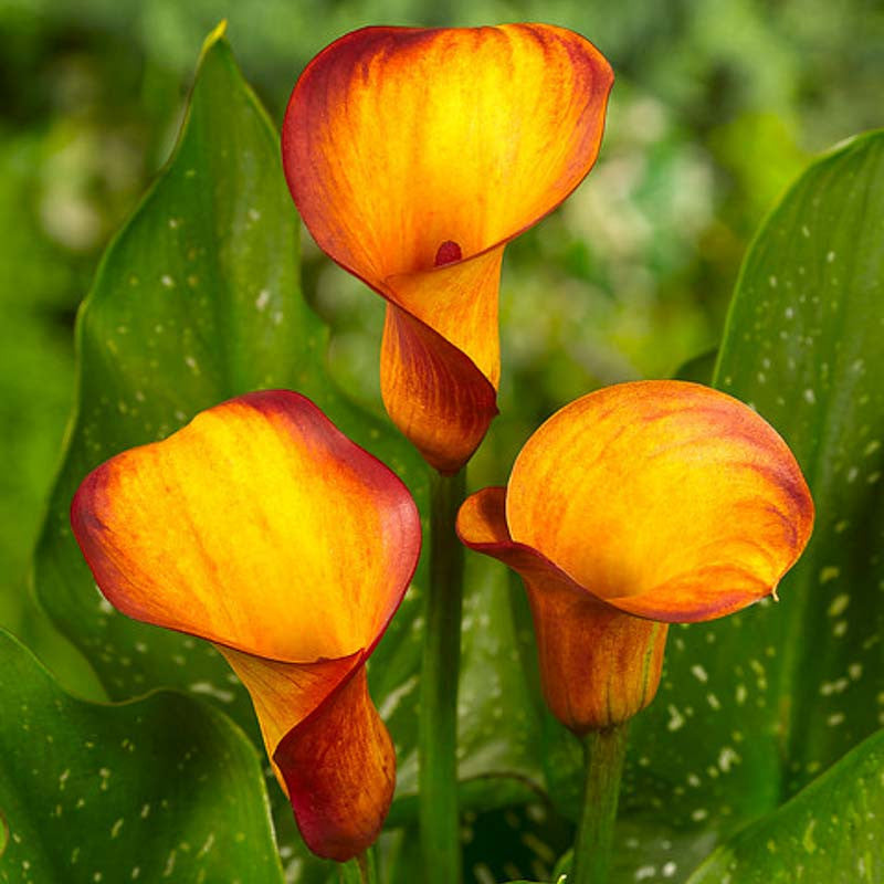 Bulb de Cală "Fire Dancer"