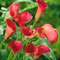 Bulb de Cală "Red Sox"