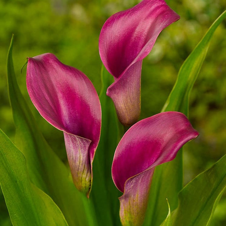 Bulb de Cală "Regal"