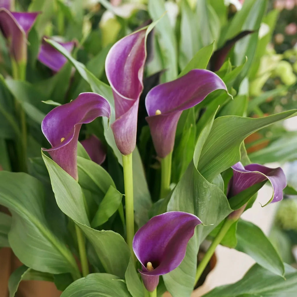 Bulb de Cală "Regal"