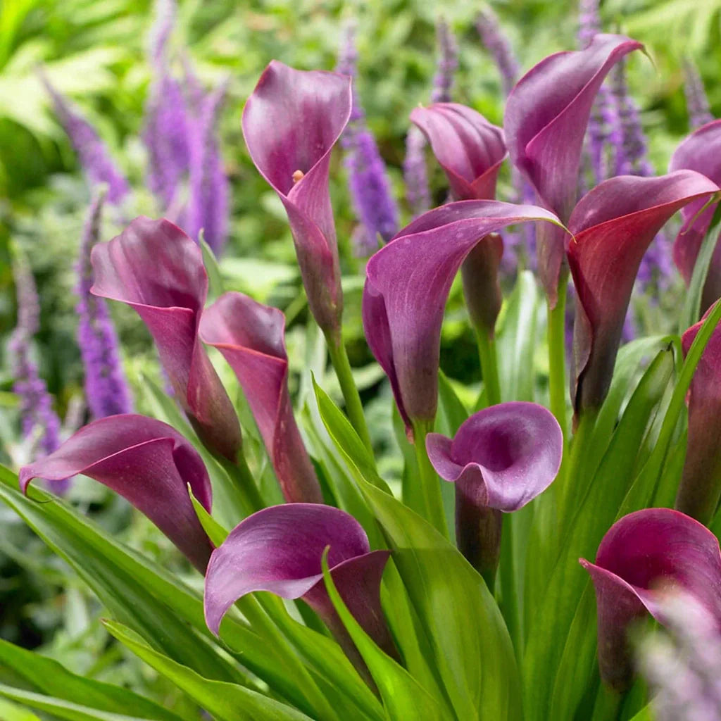 Bulb de Cală "Regal"