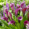 Bulb de Cală "Regal"