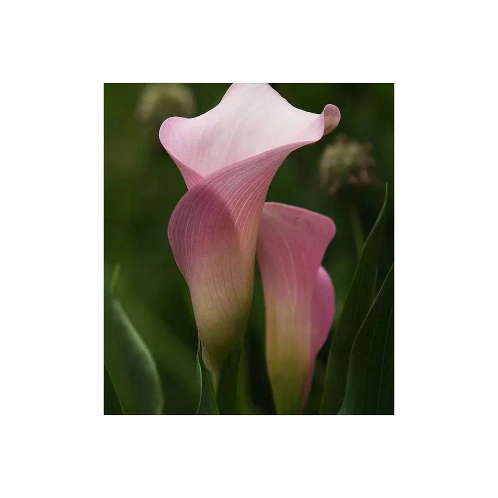 Bulb de Cală "Ruby Light Pink Ice"