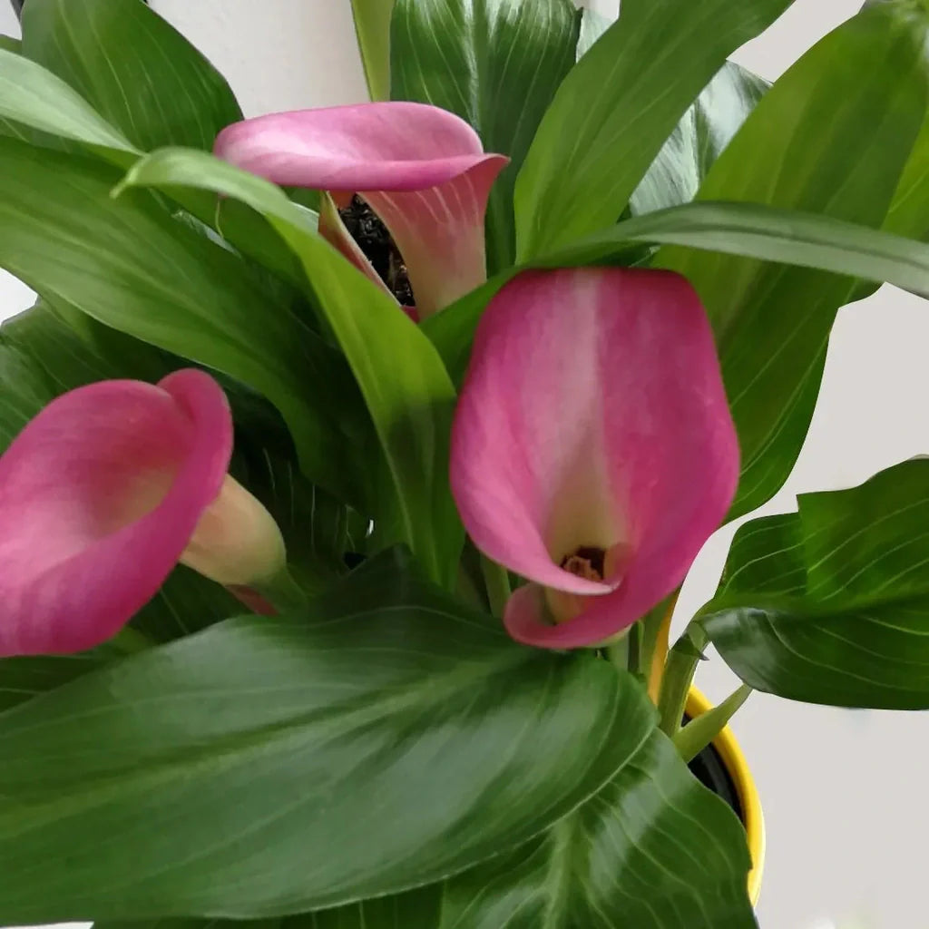 Bulb de Cală "Ruby Light Pink Ice"