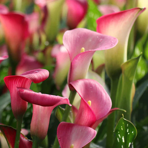 Bulb de Cală "Ruby Light Pink Ice"