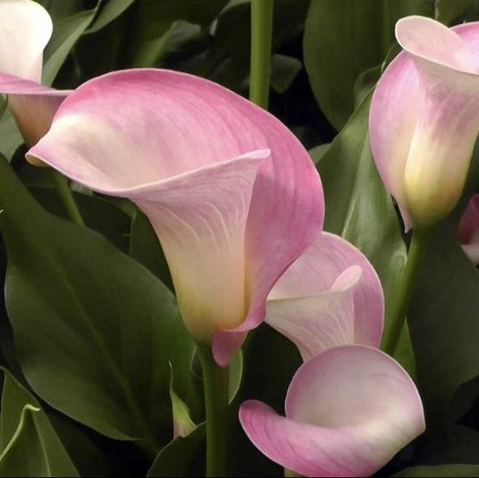 Bulb de Cală "Ruby Light Pink Ice"