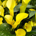 Bulb de Cală "Sunshine"