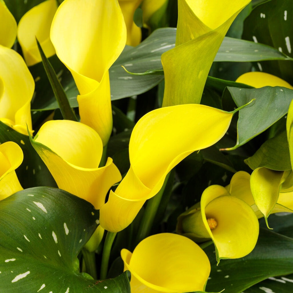 Bulb de Cală "Sunshine"