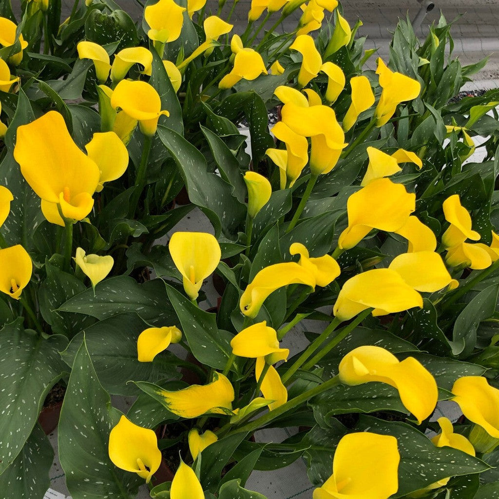 Bulb de Cală "Sunshine"