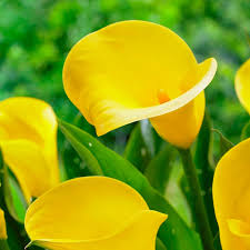 Bulb de Cală "Sunshine"