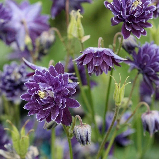 Bulbi de Căldărușe Aquilegia "Barlow Vulgaris I", 2 bucati