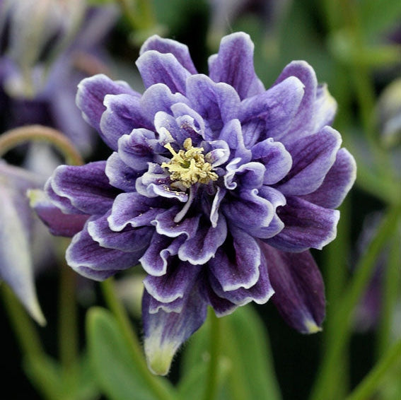 Bulbi de Caldaruse Aquilegia "Barlow Vulgaris I", 1 Bucata la ghiveci