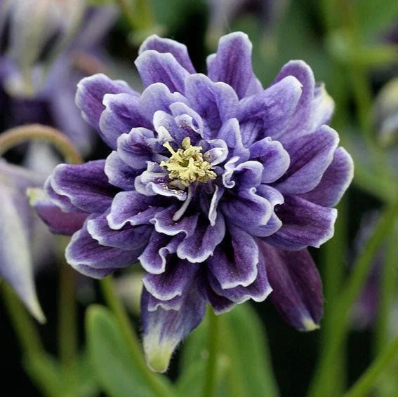Bulbi de Căldărușe Aquilegia "Barlow Vulgaris I", 2 bucati
