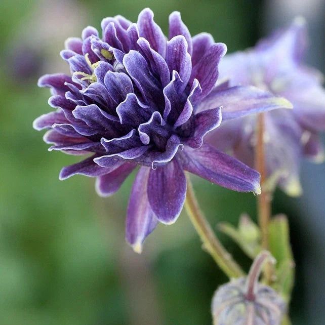 Bulbi de Căldărușe Aquilegia "Barlow Vulgaris I", 2 bucati
