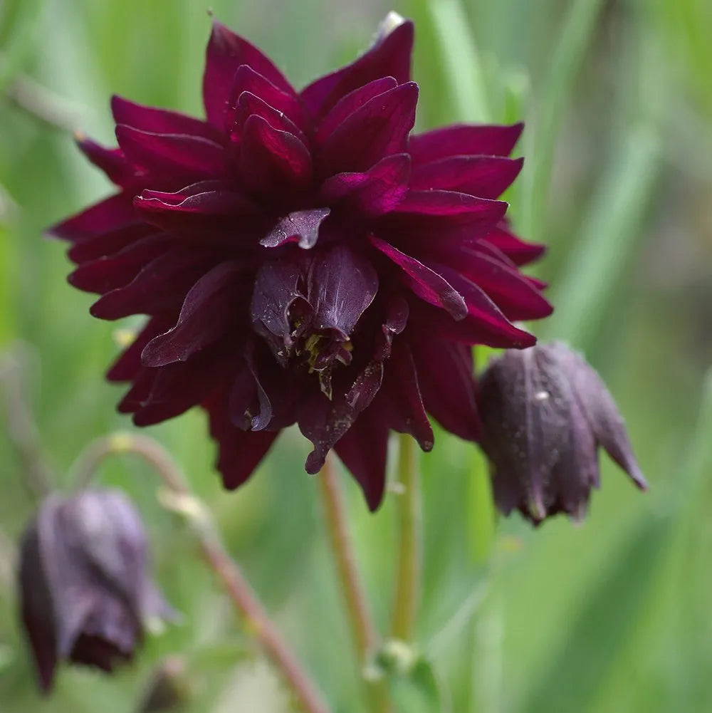 Bulbi de Caldaruse Aquilegia "Black Barlow", 1 bucata la ghiveci