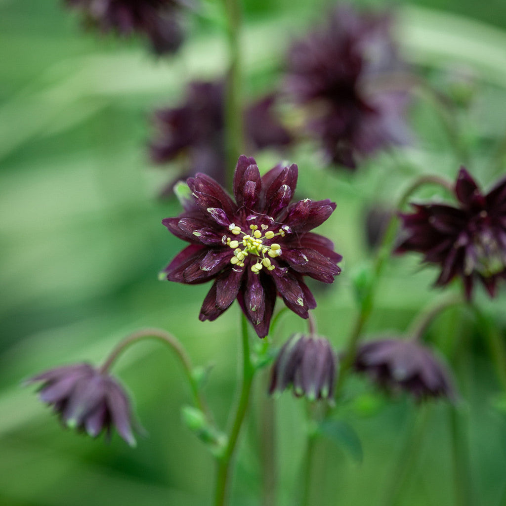 Bulbi de Caldaruse Aquilegia "Black Barlow", 1 bucata la ghiveci