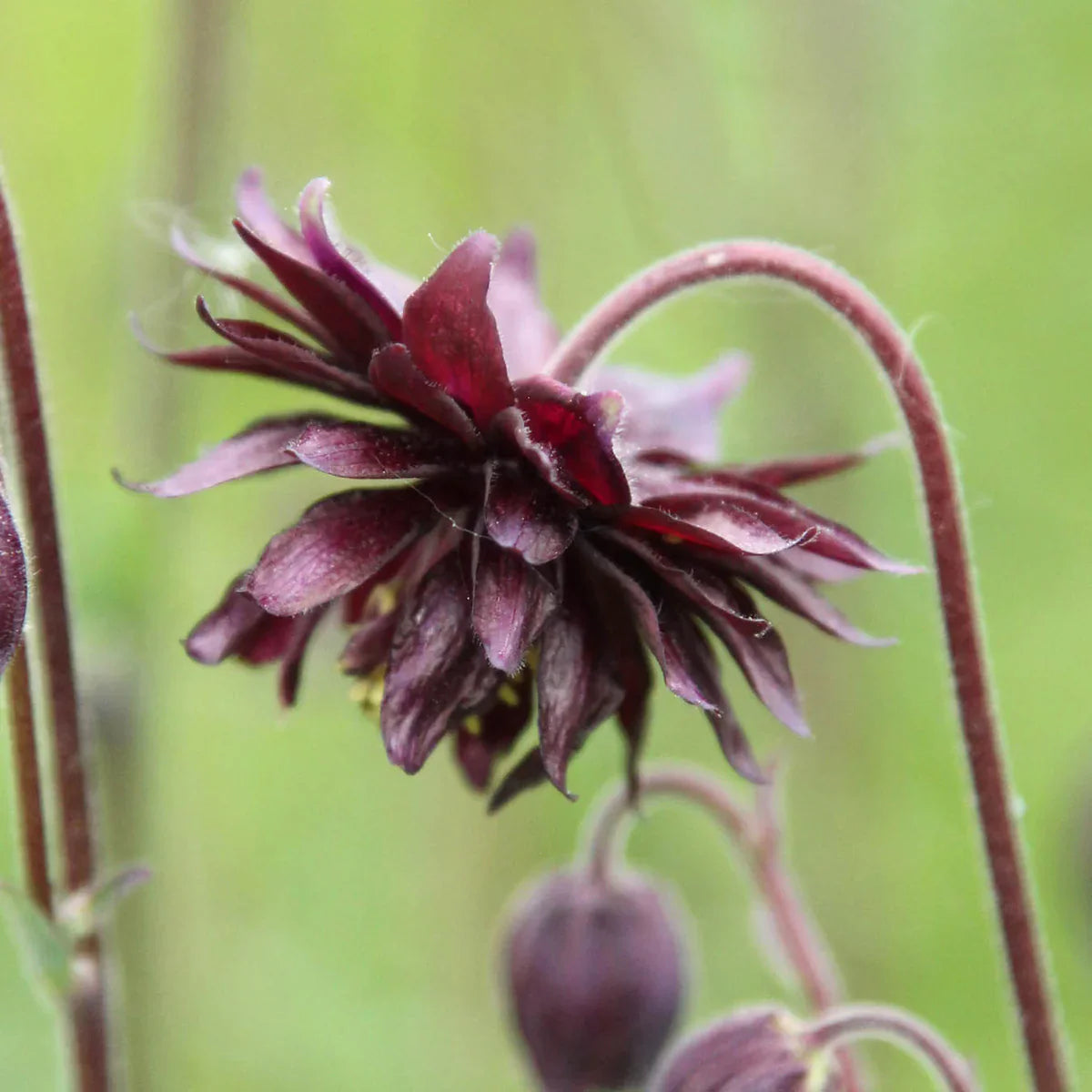 Bulbi de Caldaruse Aquilegia "Black Barlow", 1 bucata la ghiveci
