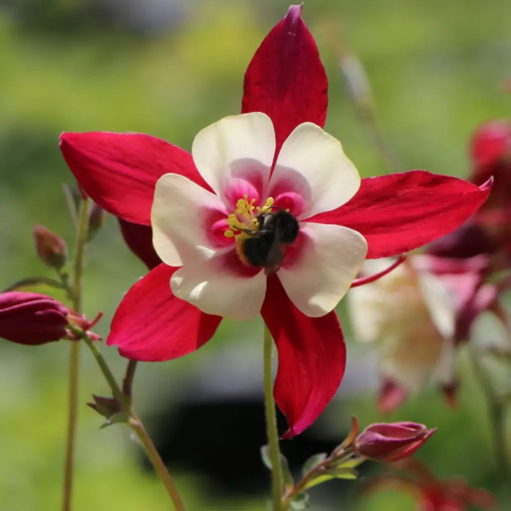 Bulbi de Caldaruse Aquilegia "Crimson Star I", 1 Bucata la ghiveci
