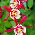 Bulbi de Căldărușe Aquilegia "Crimson Star I", 2 bucati
