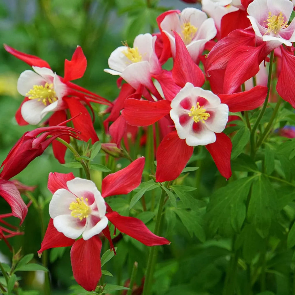 Bulbi de Caldaruse Aquilegia "Crimson Star I", 1 Bucata la ghiveci