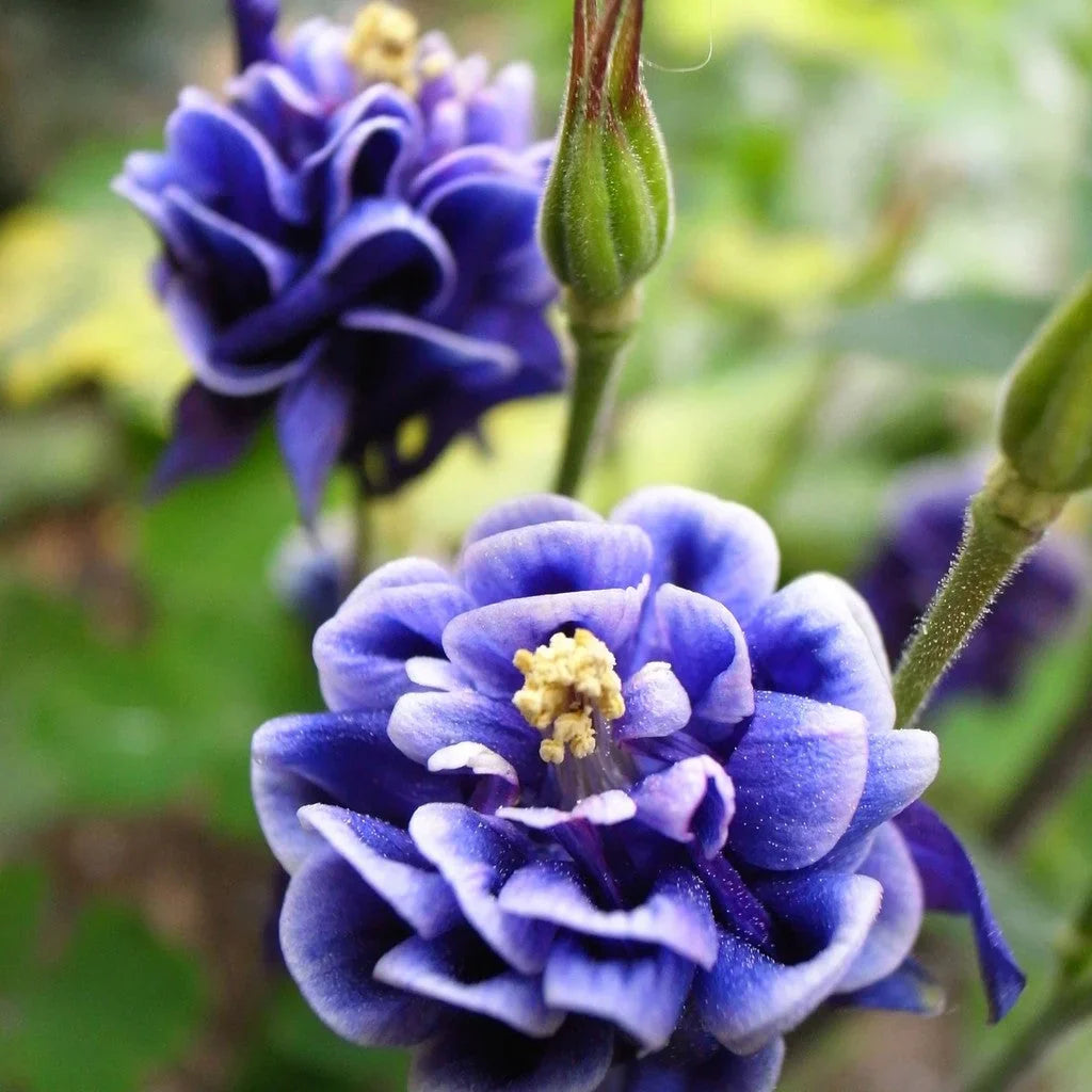 Bulbi de Căldărușe Aquilegia "Double Blue", 2 bucati