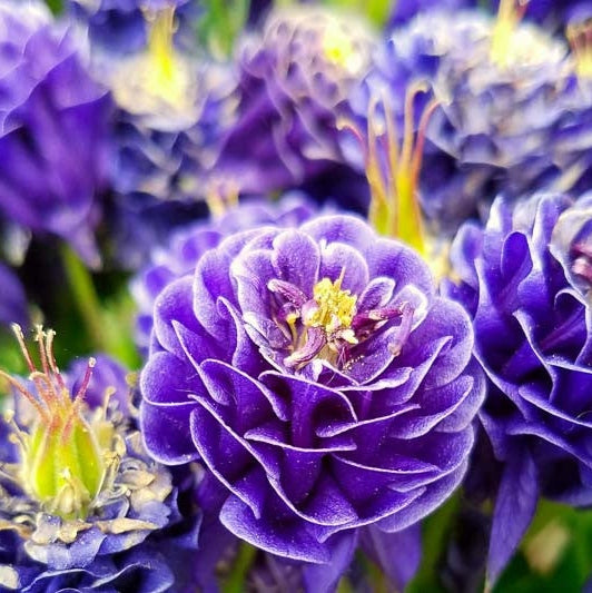 Bulbi de Caldaruse Aquilegia "Double Blue", 1 Bucata