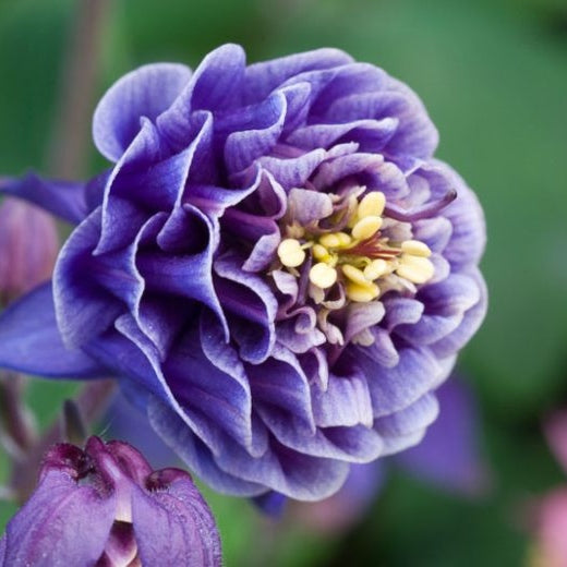 Bulbi de Caldaruse Aquilegia "Double Blue", 1 Bucata