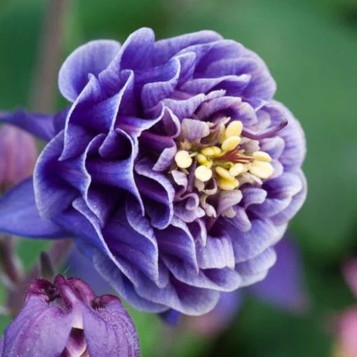 Bulbi de Căldărușe Aquilegia "Double Blue", 2 bucati