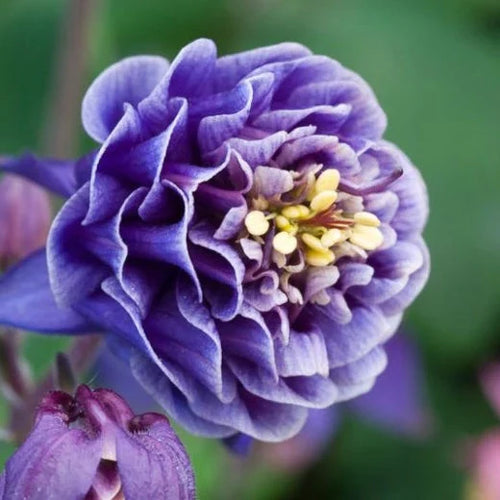 Bulbi de Căldărușe Aquilegia "Double Blue", 2 bucati