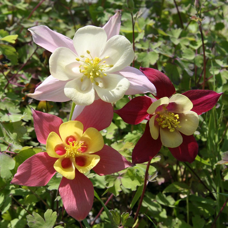 Bulbi de Caldaruse Aquilegia "McKanna Hybrids", Culori Mixt, 3 Radacini  la ghiveci