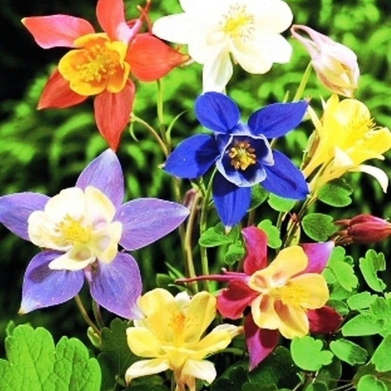 Bulbi de Caldaruse Aquilegia "McKanna Hybrids", Culori Mixt, 3 Radacini  la ghiveci