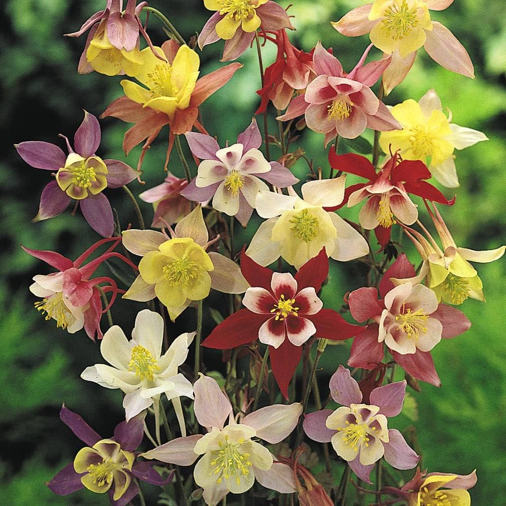 Bulbi de Caldaruse Aquilegia "McKanna Hybrids", Culori Mixt, 3 Radacini  la ghiveci