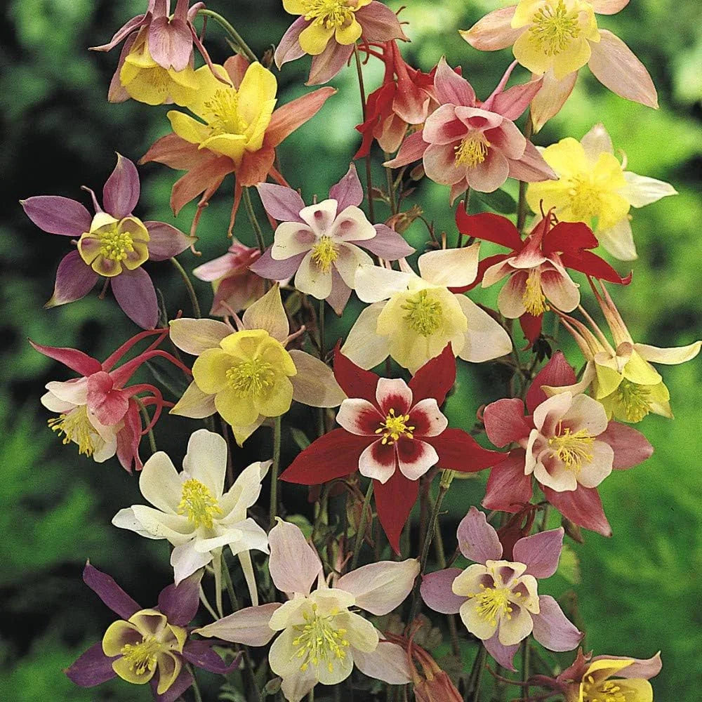 Bulbi de Căldărușe Aquilegia "McKanna Hybrids", Culori Mixt, 10 bucati