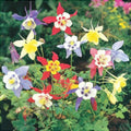 Bulbi de Caldaruse Aquilegia "McKanna Hybrids", Culori Mixt, 20 bucati
