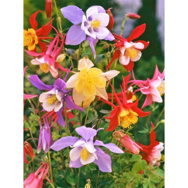 Bulbi de Caldaruse Aquilegia "McKanna Hybrids", Culori Mixt, 3 Radacini  la ghiveci
