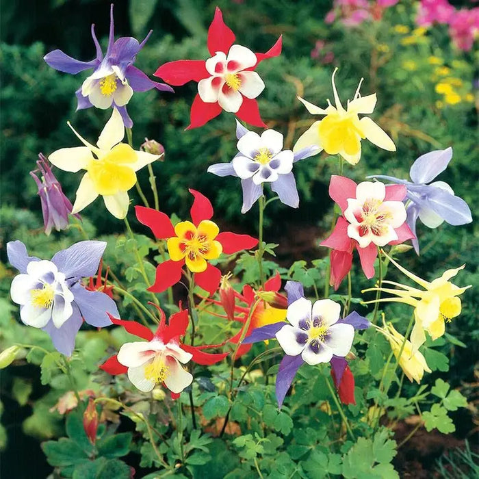 Bulbi de Caldaruse Aquilegia "McKanna Hybrids", Culori Mixt, 3 Radacini  la ghiveci