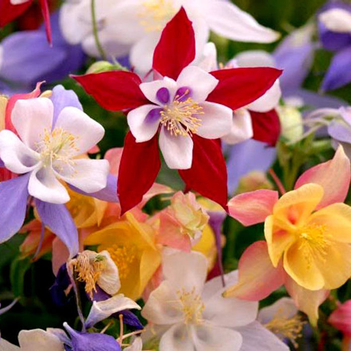 Bulbi de Caldaruse Aquilegia "McKanna Hybrids", Culori Mixt, 3 Radacini  la ghiveci